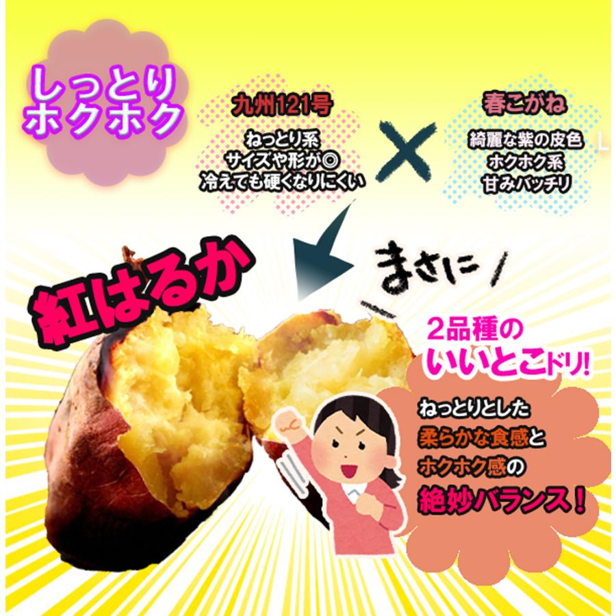 ITANSE さつまいも 紅はるか 茨城県産 50kg 2024秋 新芋土つき ITANSE さつまいも 紅はるか 茨城県産 50kg 2024秋 新芋土つき