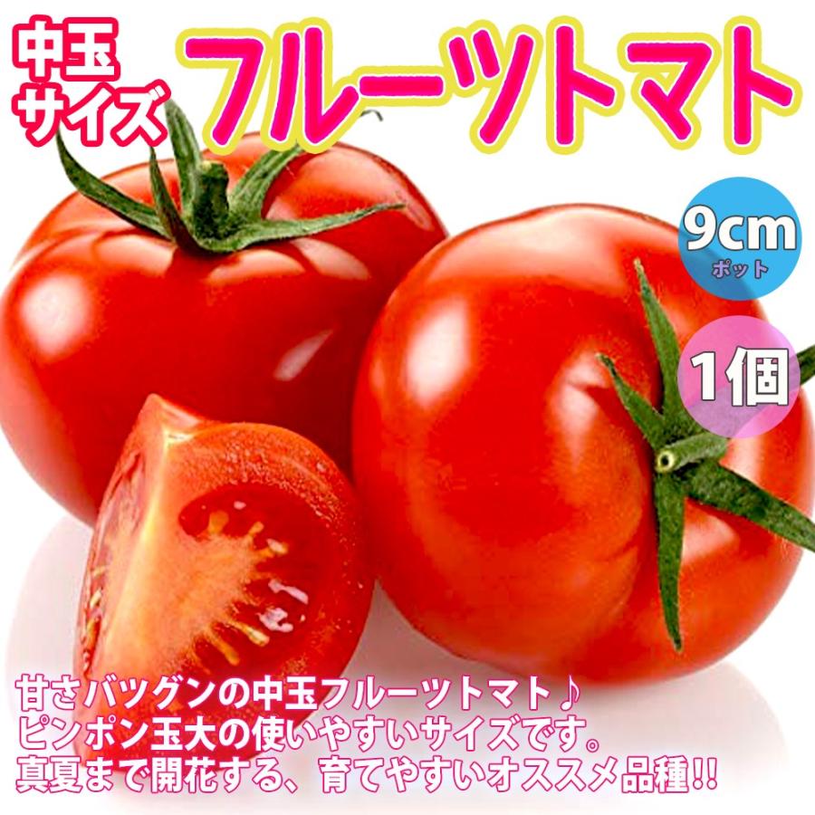 ITANSE トマト苗 人気フルーツトマト系品種 4種4個セット販売