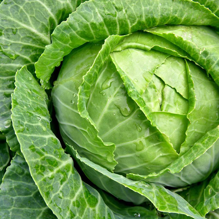 ブロッコリー苗 キャベツ苗 秋冬人気野菜苗 4種各1個 セット販売 自根苗 9cmポット 送料無料 お買い得セット30 Set 野菜苗 植物 青果物販売のitanse 通販 Yahoo ショッピング