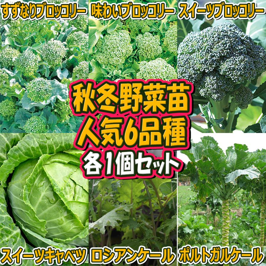 ブロッコリー苗 キャベツ苗 ケール苗 秋冬人気野菜苗 6種各1個 セット販売 自根苗 9cmポット 送料無料 お買い得セット31 Set 野菜苗 植物 青果物販売のitanse 通販 Yahoo ショッピング
