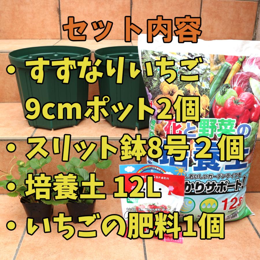 ITANSE いちご苗栽培セット(すずなりいちご9cmポット2個 ITANSE いちご苗栽培セット(すずなりいちご9cmポット2個