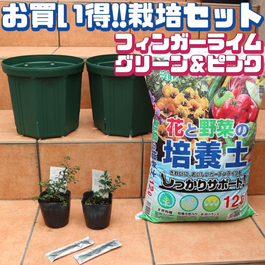 フィンガーライム苗 ピンク グリーン 資材セット 果樹苗 挿し木苗 9cmポット 各1個 資材セット 送料無料 Set 野菜苗 植物 青果物 販売のitanse 通販 Yahoo ショッピング