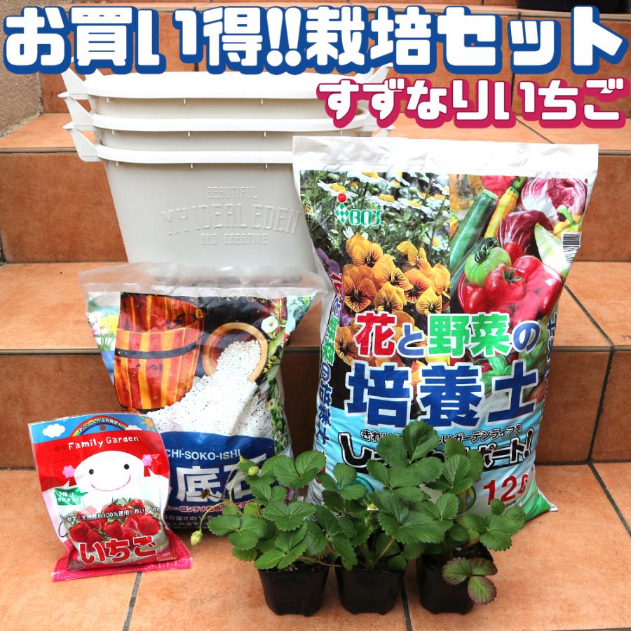 ITANSE いちご苗栽培セット(すずなりいちご9cmポット3個/取っ手 ITANSE いちご苗栽培セット(すずなりいちご9cmポット3個/取っ手