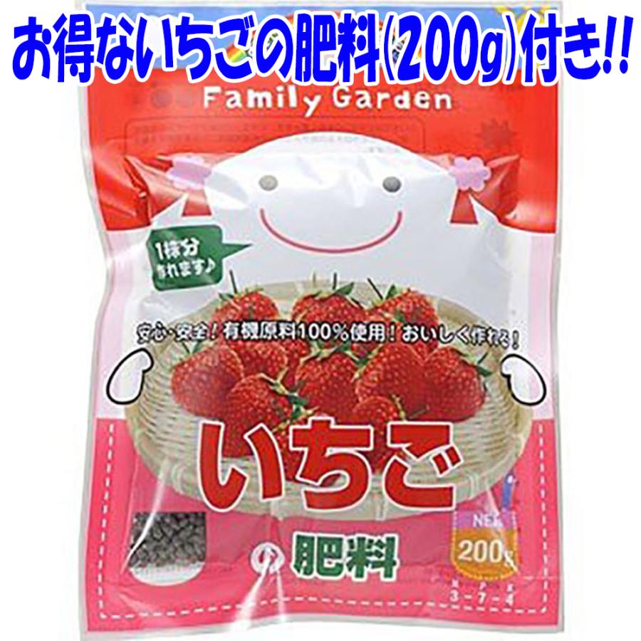 ITANSE いちご苗栽培セット(すずなりいちご9cmポット3個/取っ手 ITANSE いちご苗栽培セット(すずなりいちご9cmポット3個/取っ手