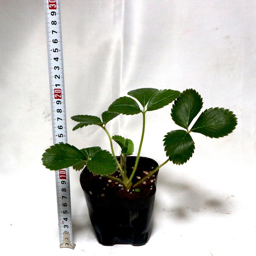 ITANSE いちご苗栽培セット(すずなりいちご9cmポット3個/取っ手 ITANSE いちご苗栽培セット(すずなりいちご9cmポット3個/取っ手