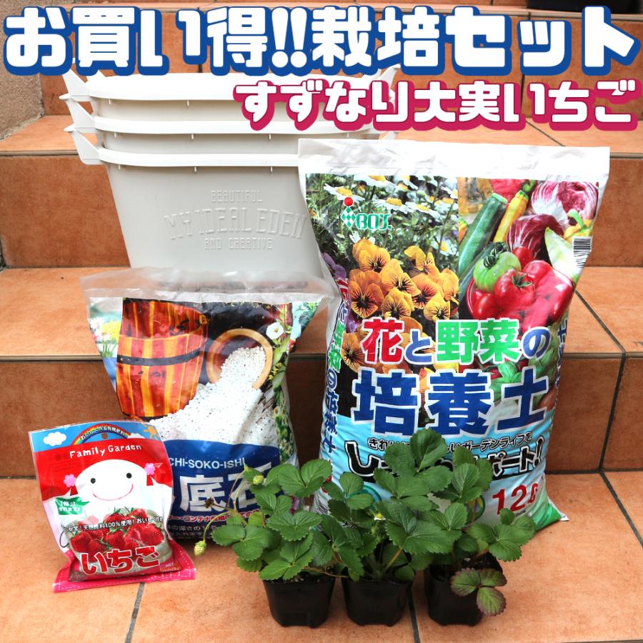 ITANSE いちご苗栽培セット(すずなり大実いちご10.5cmポット3個
