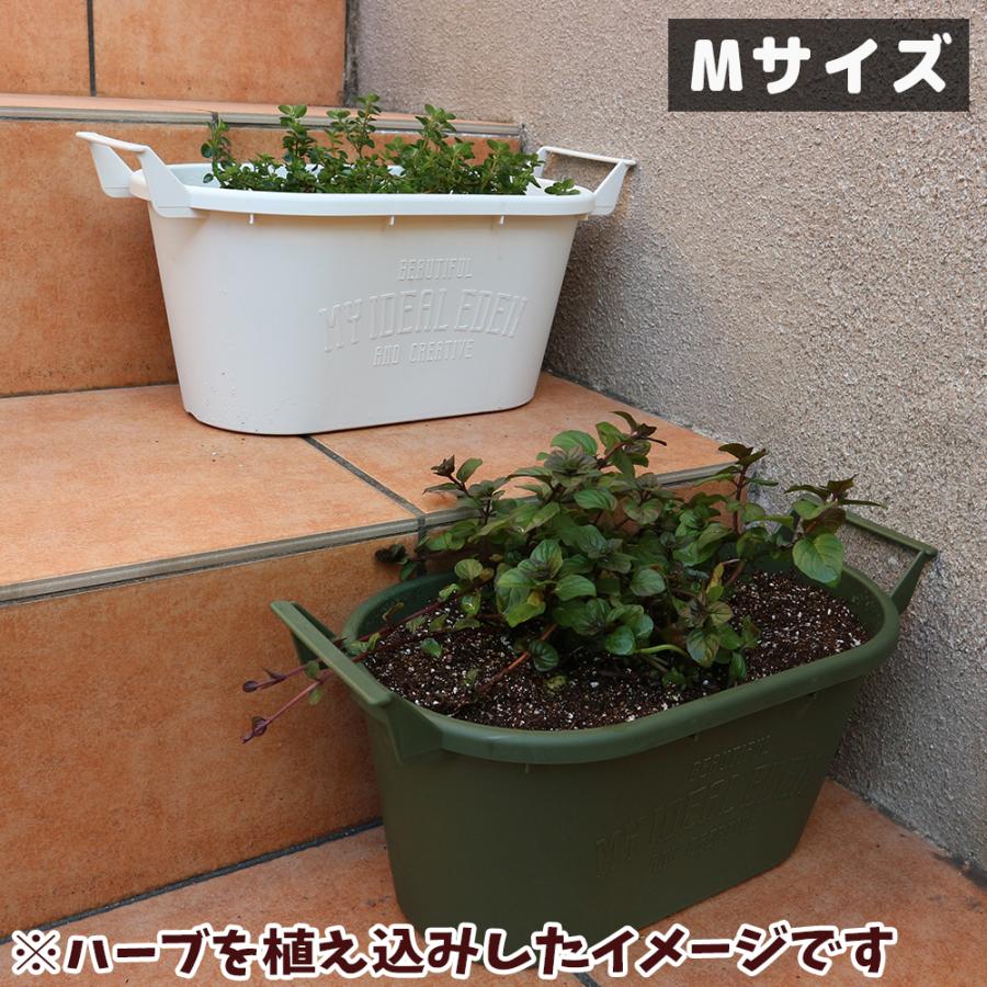 ITANSE いちご苗栽培セット(すずなり大実いちご10.5cmポット3個