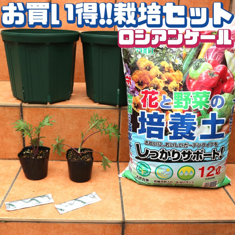 お買い得 栽培セット ロシアンケール 野菜の苗 9cmポット苗 お買い得2個セット 送料無料 Set 野菜苗 植物 青果物販売のitanse 通販 Yahoo ショッピング