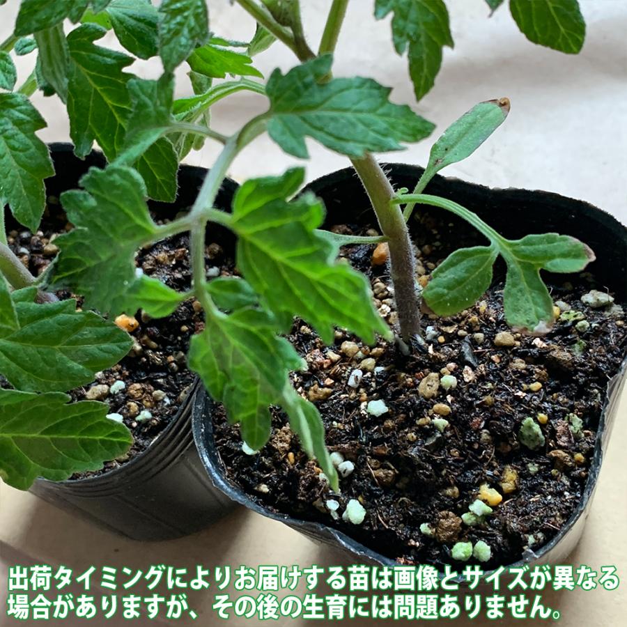 ITANSE お買い得！栽培セット トマト大王 スタンディングタイプ2個 野菜の苗 9cm〜10.5cmポット苗 お買い得2個セット 送料無料 イタンセ公式｜itanse｜05