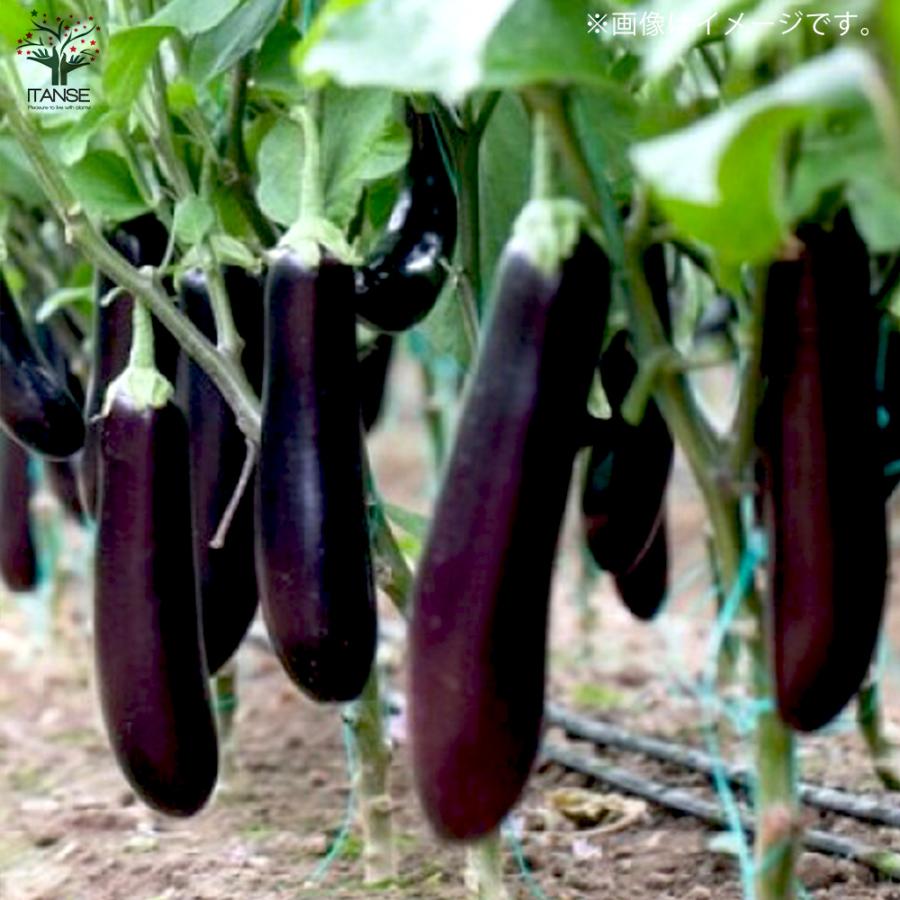 1794円 22モデル お買い得 栽培セット すずなり長ナス 野菜の苗 9 10 5cmポット苗 お買い得2個セット 送料無料