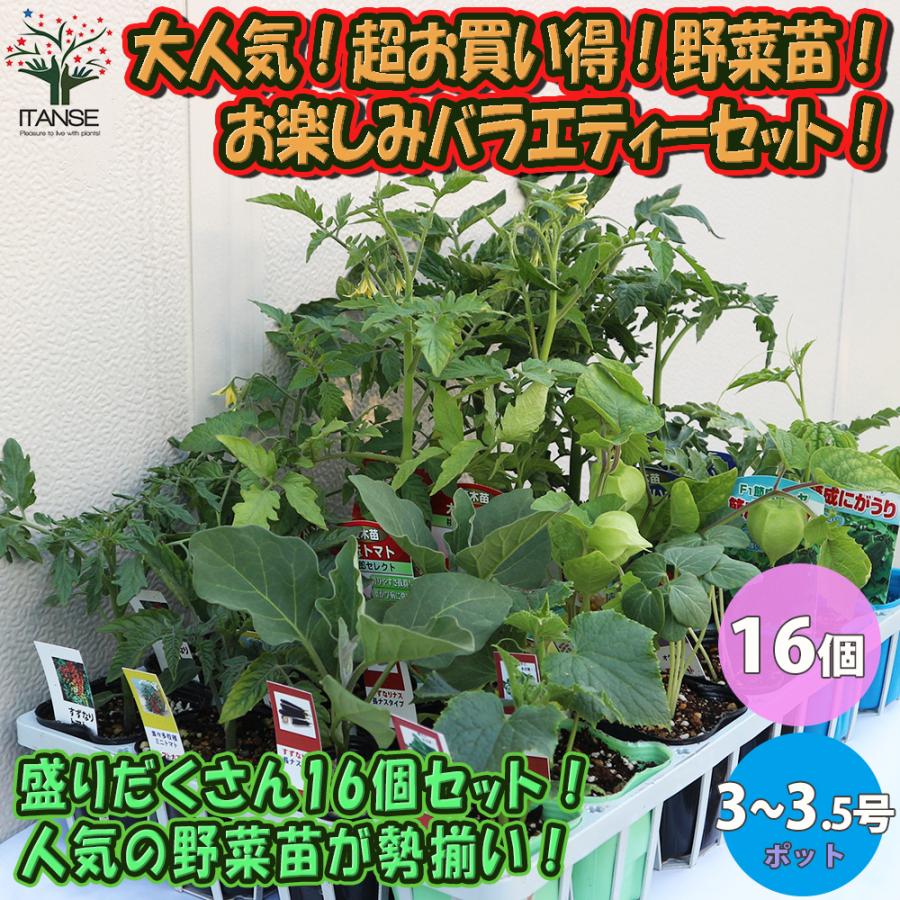 家庭菜園用セットです。 文化農場 家庭菜園キット | 小林種苗公式通販