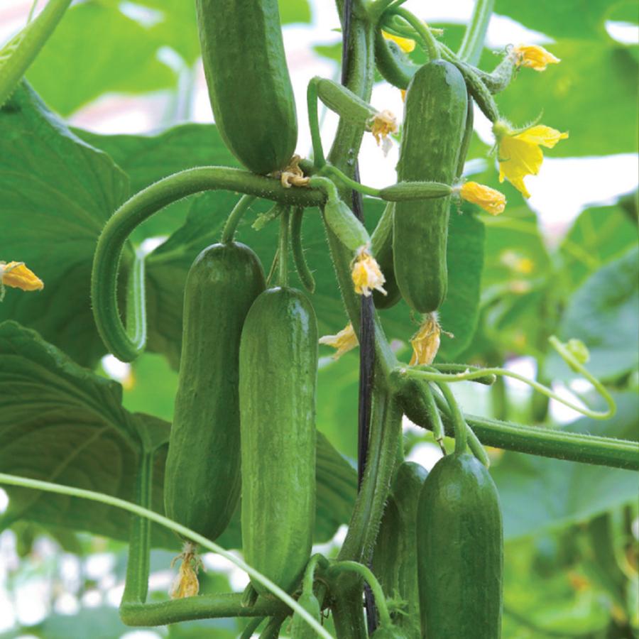 ITANSE 野菜苗 お楽しみバラエティーセット 野菜の苗 9〜10.5cm
