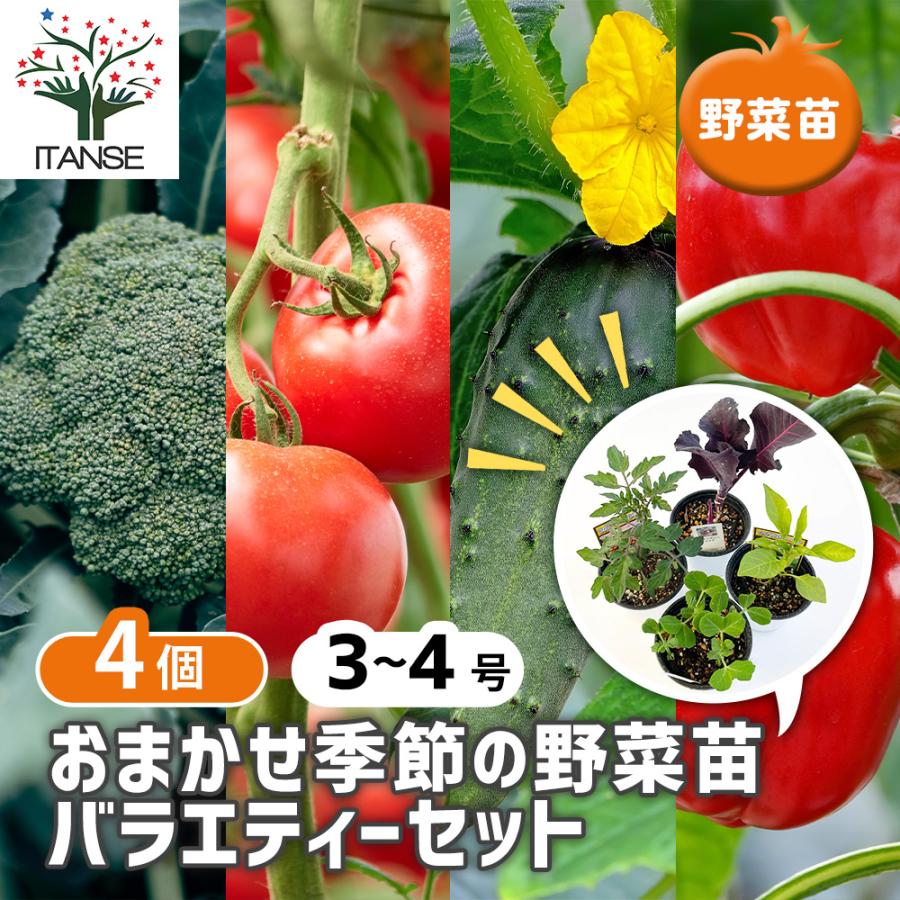 おまかせ野菜セット 季節野菜 野菜の苗 3.5号/お買い得4個セット