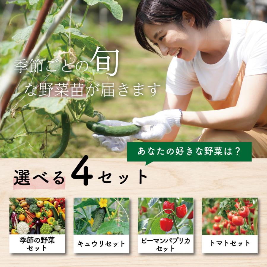 おまかせ野菜セット 季節野菜 野菜の苗 3.5号/お買い得4個セット