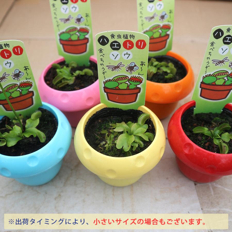 4円 新品 正規品 食虫植物 ハエ取草 5cmポット 1個 鉢カバー付き 観葉植物 鑑賞用 送料無料