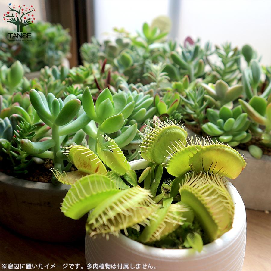 食虫植物 ハエ取草 ハエトリソウ 底面給水9cmポット 1個売り 人気 おしゃれ 観葉植物 買い取り 送料無料 観賞 インテリア