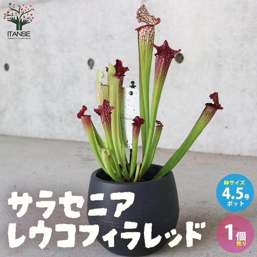 ITANSE サラセニア ・レウコフィラレッド 観葉植物 食虫植物 4.5号鉢 1個売り 人気 おしゃれ インテリア 観賞 送料無料 イタンセ公式｜itanse