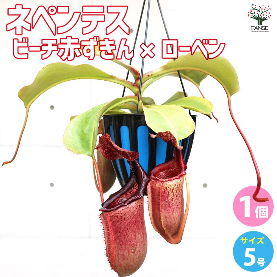 【人気ビーチ】食虫植物 ネペンテス ビーチ・ハイランド 充実株 ウツボカズラ 人気ビーチ】食虫植物 ネペンテス ビーチ・ハイランド 充実株