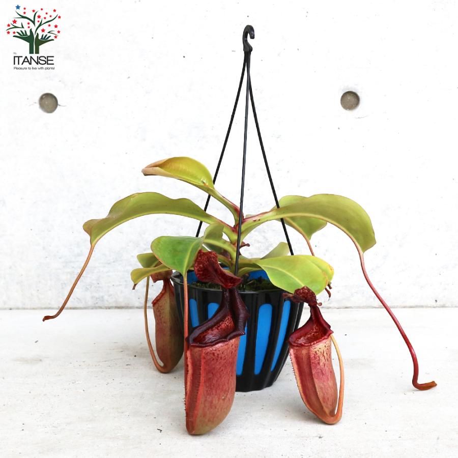 ネペンテス ビーチ赤ずきん×ローベン 5号吊り鉢 1個売り 人気 観葉植物