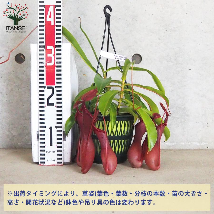 ITANSE ネペンテス アラータ(ウツボカズラ) 観葉植物 5号吊鉢 1個売り