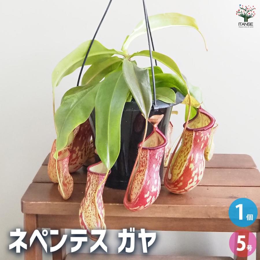 食虫植物 ネペンテス ガヤ 観葉植物 5号/1個売り おしゃれ オシャレ