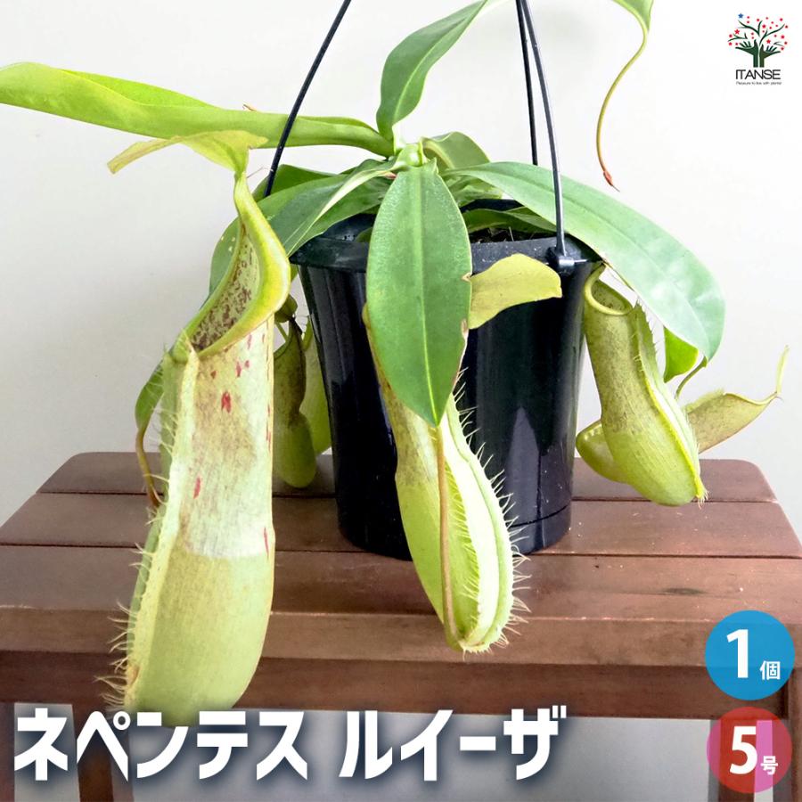食虫植物 ネペンテス ルイーザ 観葉植物 5号/1個売り おしゃれ