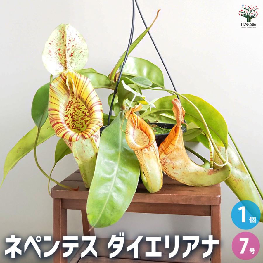 食虫植物 ネペンテス ダイエリアナ 観葉植物 7号/1個売り