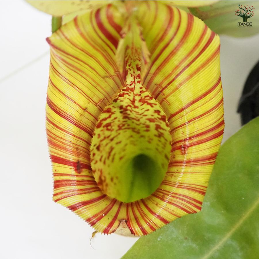 食虫植物 ネペンテス ダイエリアナ 観葉植物 7号/1個売り