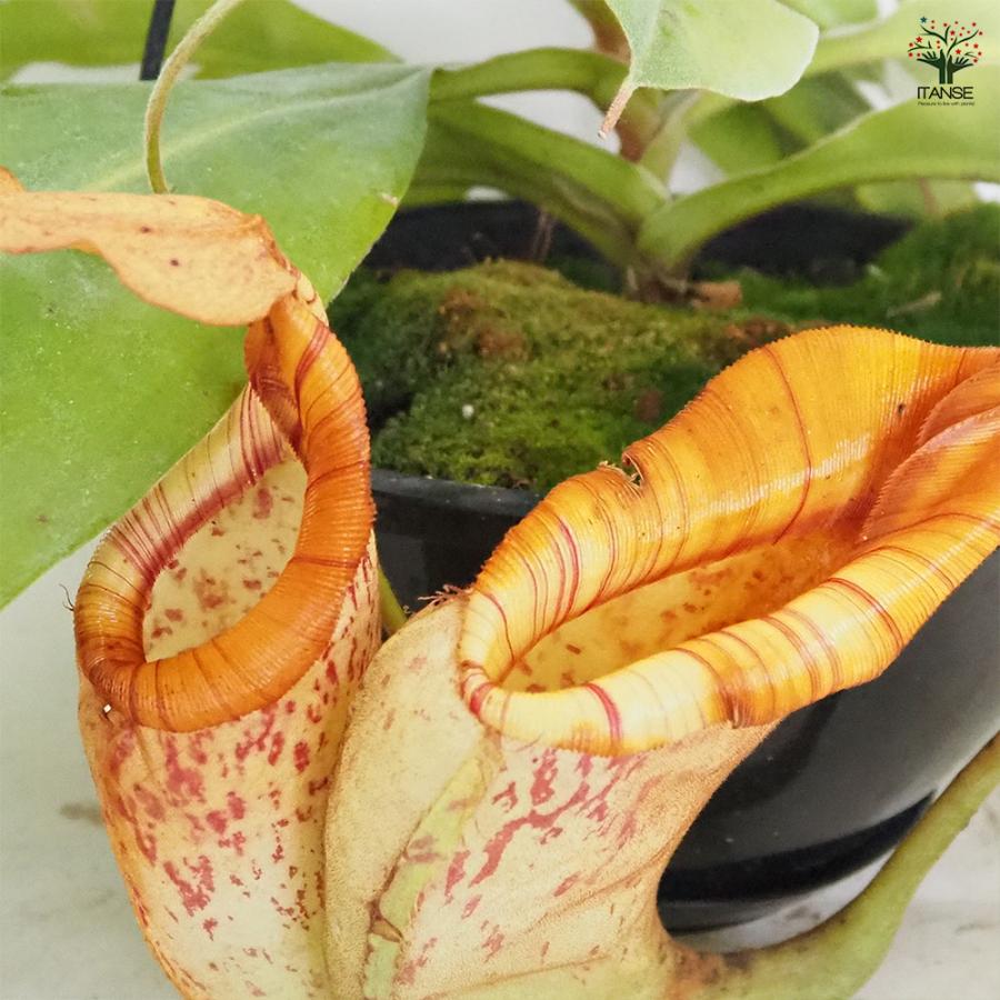 食虫植物 ネペンテス ダイエリアナ 観葉植物 7号/1個売り おしゃれ