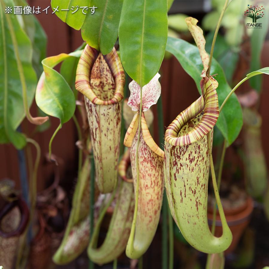食虫植物 ネペンテス ダイエリアナ 観葉植物 7号/1個売り おしゃれ