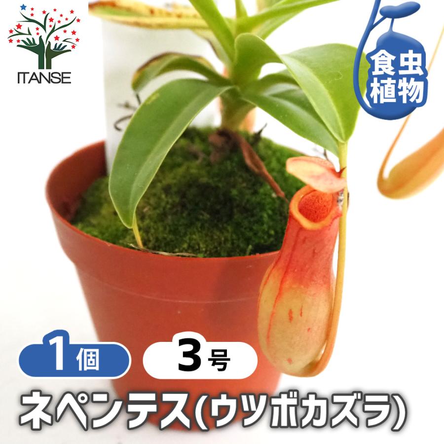 ネペンテス (ウツボカズラ) 観葉植物 3号/1個売り 食虫植物 リンダ