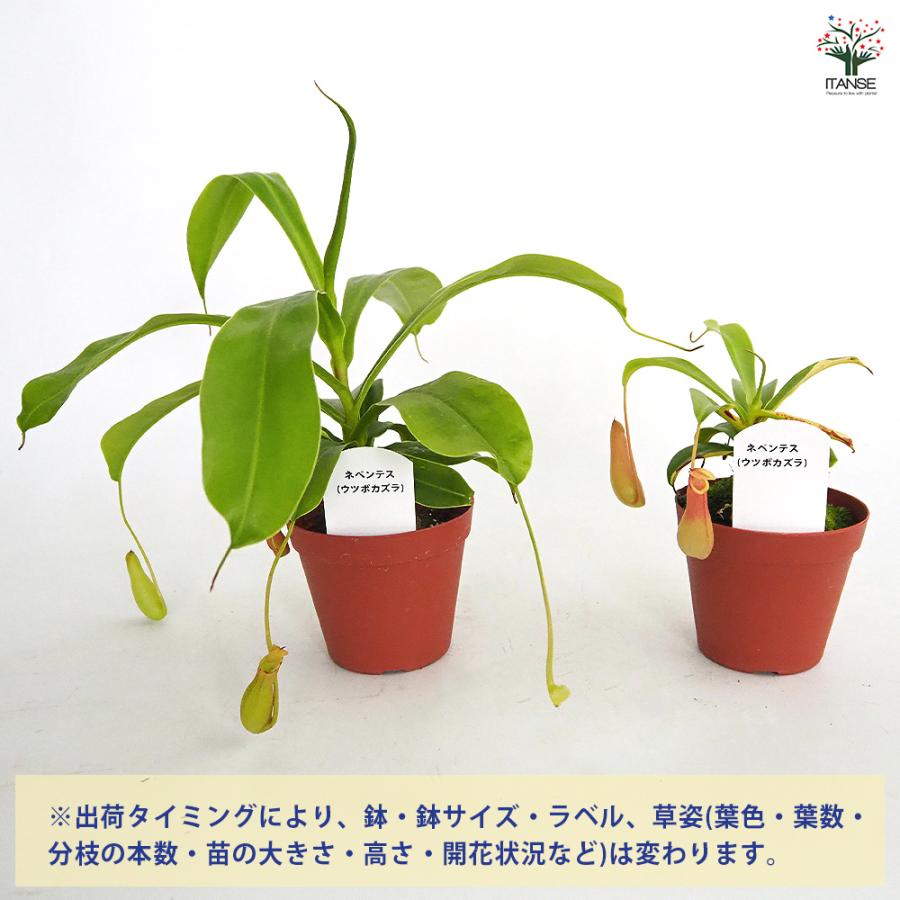 ネペンテス (ウツボカズラ) 観葉植物 3号/1個売り 食虫植物 リンダ