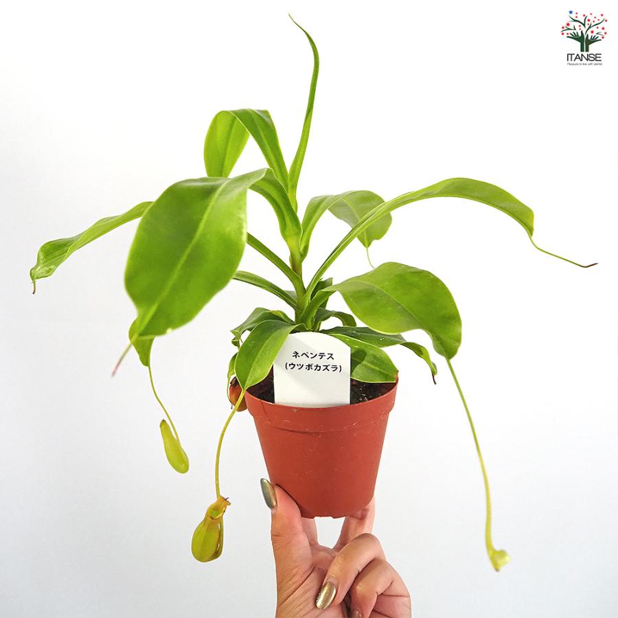 ネペンテス (ウツボカズラ) 観葉植物 3号/1個売り 食虫植物 リンダ