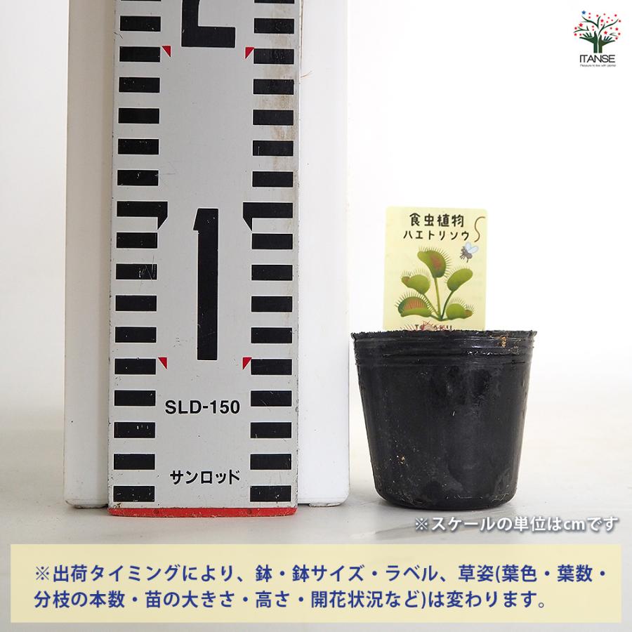 ハエトリソウ ビッグマウス 観葉植物 2号/お買い得2個セット ハエトリ
