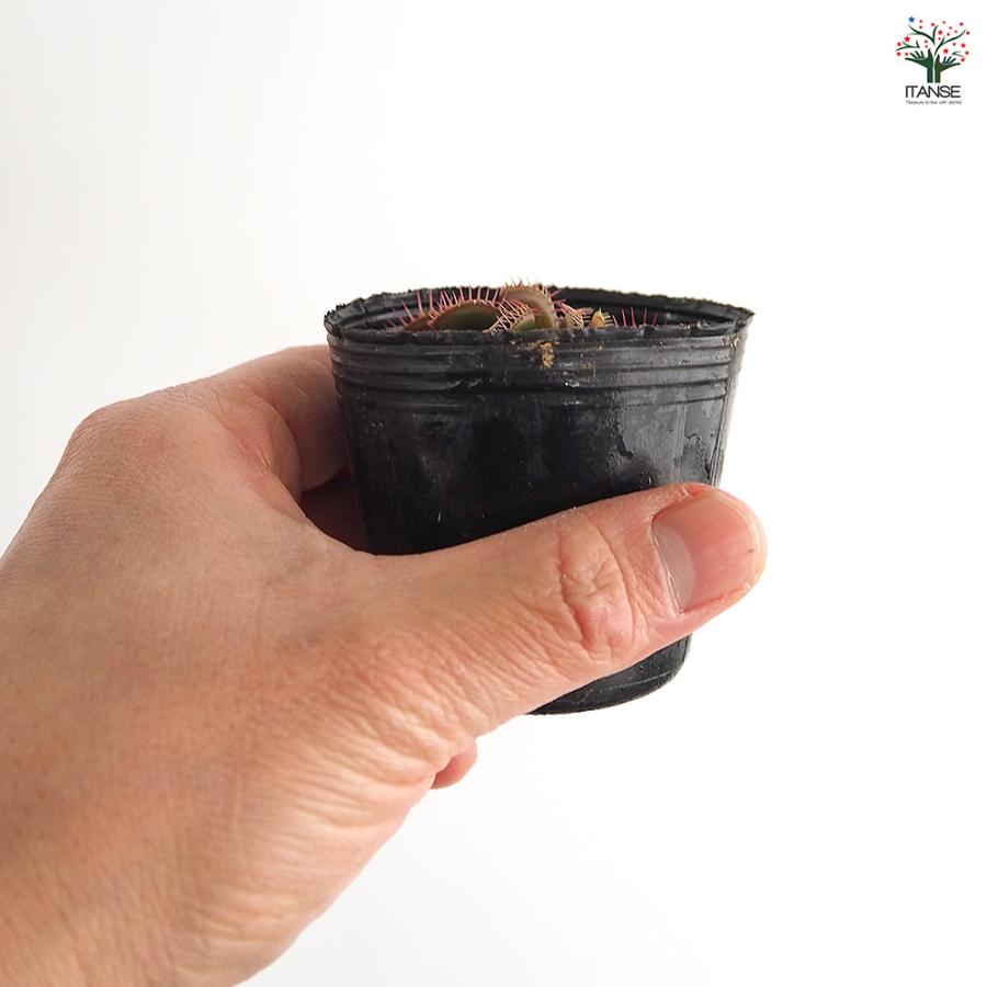 ハエトリソウ ビッグマウス 観葉植物 2号/お買い得2個セット ハエトリ