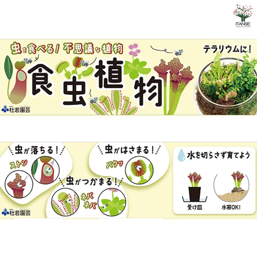 ハエトリソウ ビッグマウス 観葉植物 2号/お買い得2個セット ハエトリ