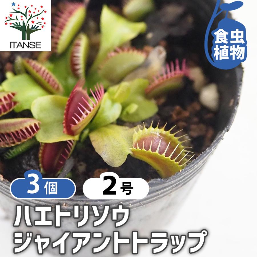 ハエトリソウ ジャイアントトラップ 観葉植物 2号/お買い得3個セット