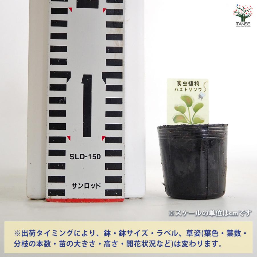 ハエトリソウ ジャイアントトラップ 観葉植物 2号/お買い得3個セット