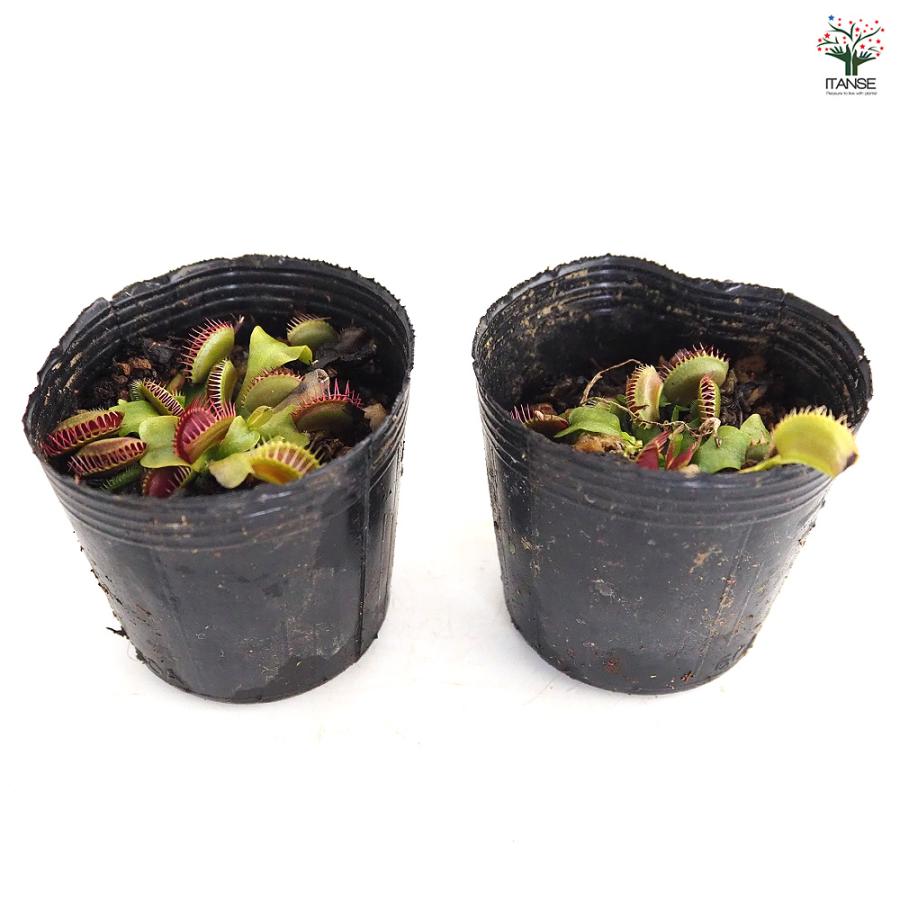 ハエトリソウ ジャイアントトラップ 観葉植物 2号/お買い得3個セット