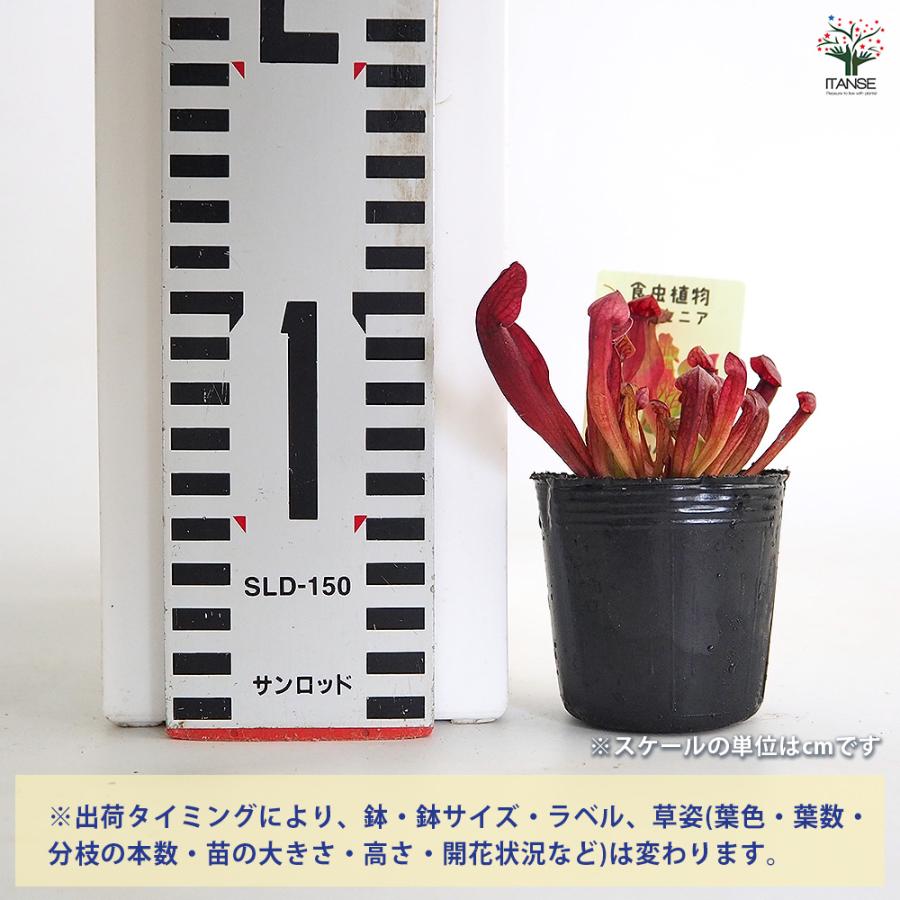 ハエトリソウ pharanx GJ 鉢植えメルカリ便 まとめ買い送料分割引