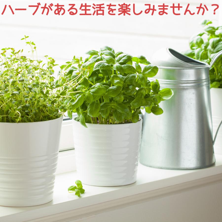 ITANSE ハーブ苗 おまかせハーブ 10.5cmポット 9個セット 送料無料