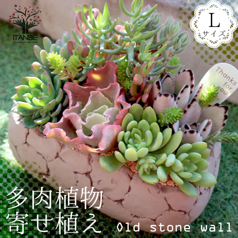 多肉植物 寄せ植え Old Stone Wall L 古い石垣l 多肉植物 サイズイメージ 高さ約21cm 幅約23cm 奥行約13cm 1個売り 送料無料 Tan 野菜苗 植物 青果物販売のitanse 通販 Yahoo ショッピング