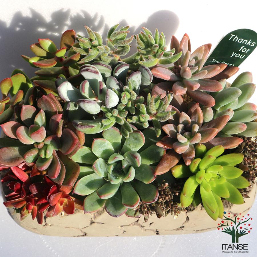 Apictnyohed73 多肉植物 イベント 21九州 多肉植物 イベント 21九州