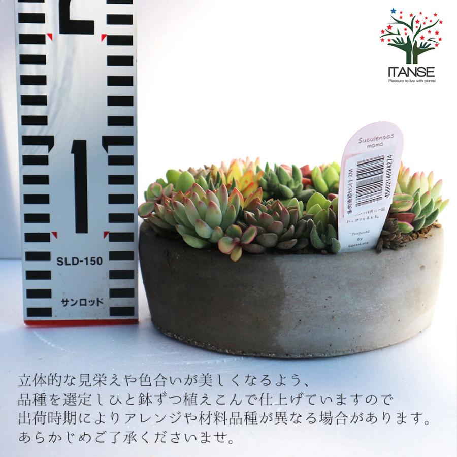 ITANSE 多肉植物 寄せ植え succulent wreath M(多肉リースM ITANSE 多肉植物 寄せ植え succulent wreath M(多肉リースM
