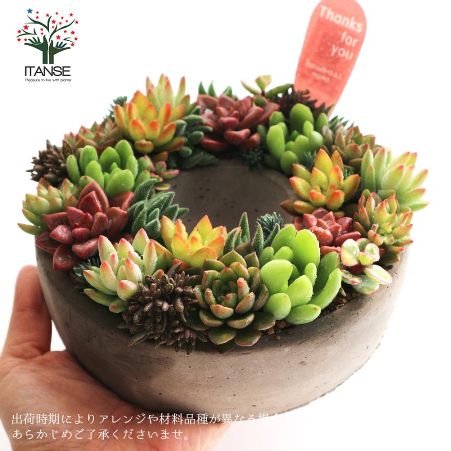 ITANSE 多肉植物 寄せ植え succulent wreath M(多肉リースM ITANSE 多肉植物 寄せ植え succulent wreath M(多肉リースM