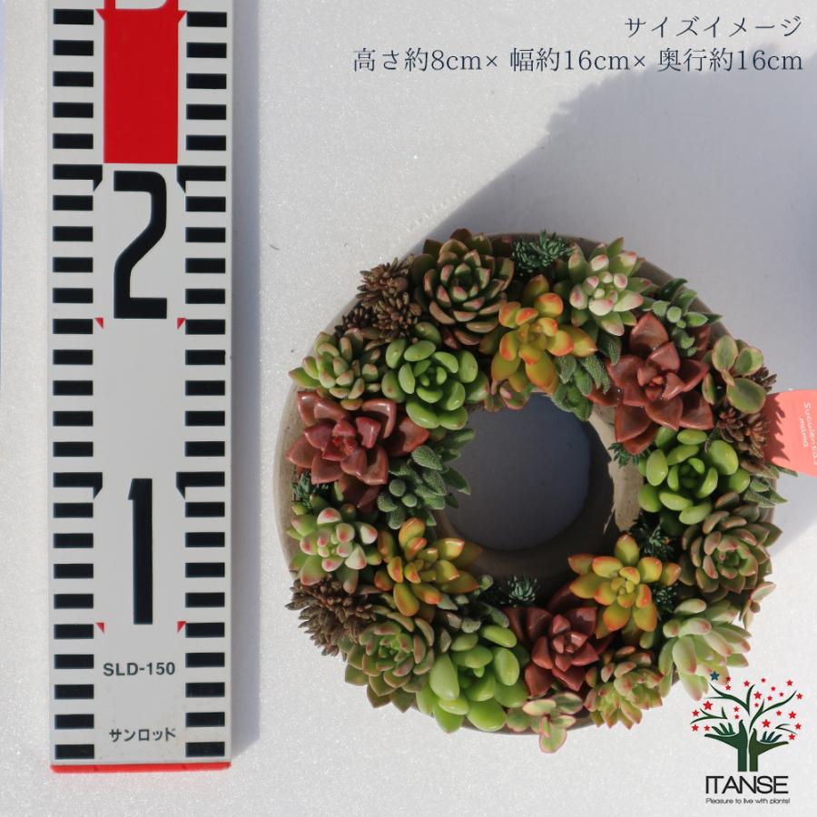 ITANSE 多肉植物 寄せ植え succulent wreath M(多肉リースM) サイズ