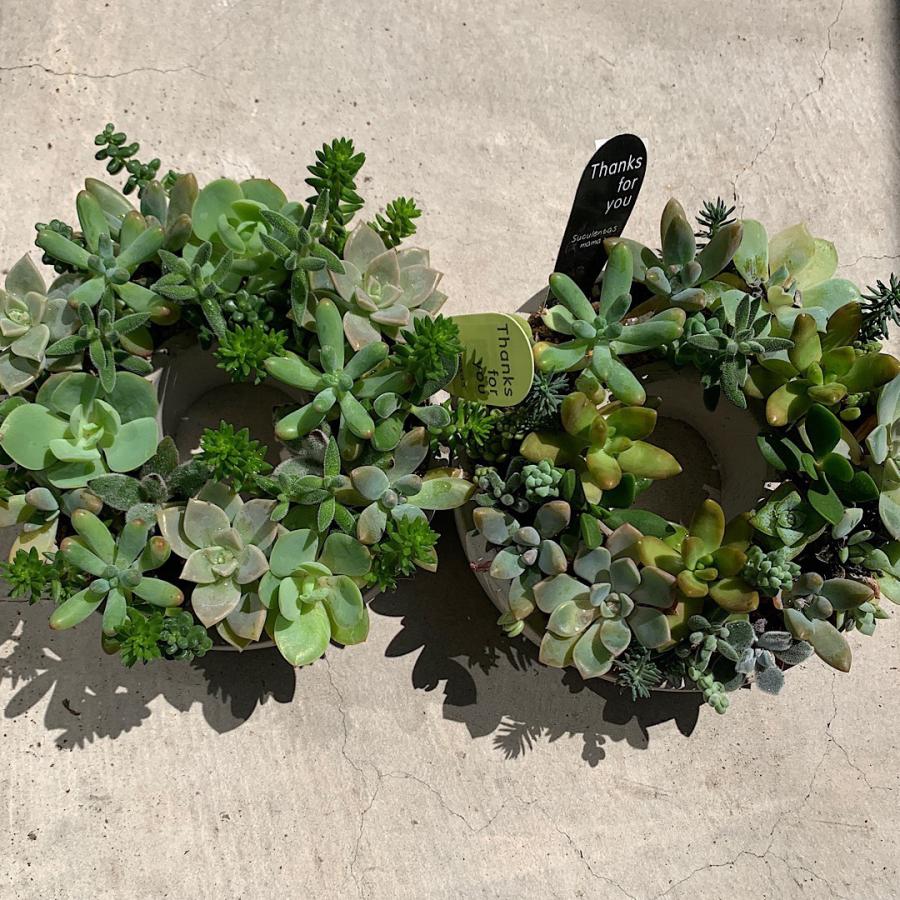 ITANSE 多肉植物 寄せ植え succulent wreath M(多肉リースM) サイズ
