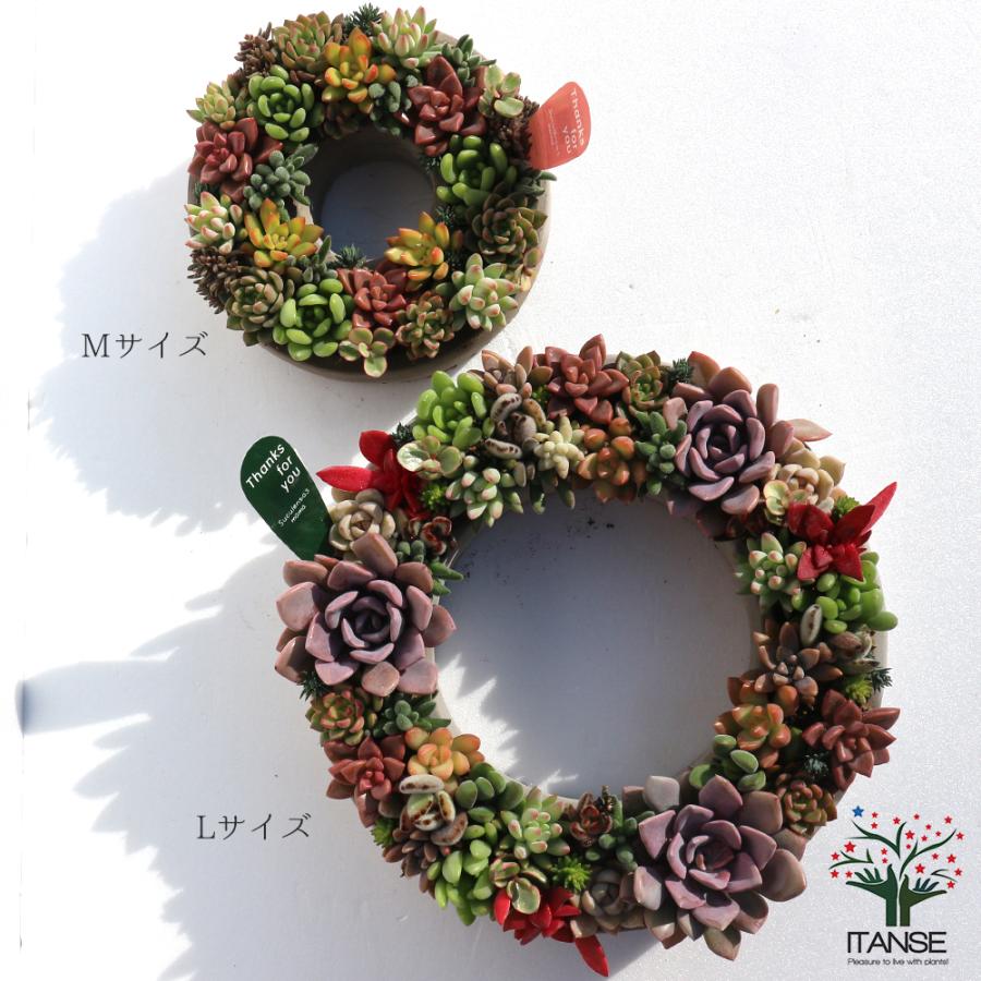 ITANSE 多肉植物 寄せ植え succulent wreath M(多肉リースM) サイズ