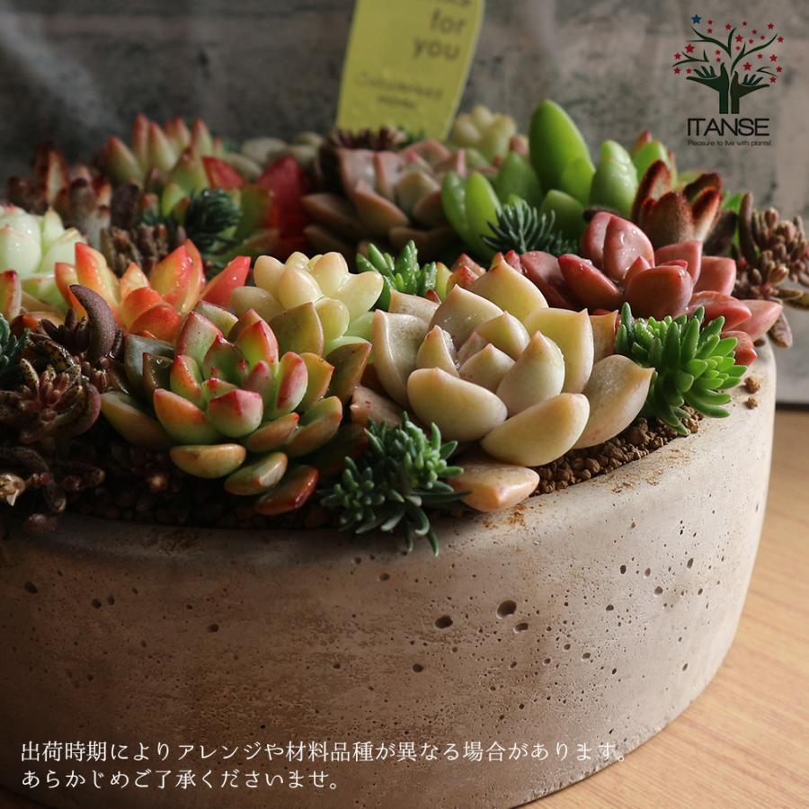 ITANSE 多肉植物 寄せ植え succulent wreath M(多肉リースM ITANSE 多肉植物 寄せ植え succulent wreath M(多肉リースM