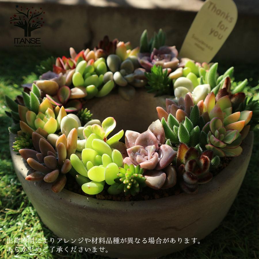 ITANSE 多肉植物 寄せ植え succulent wreath M(多肉リースM ITANSE 多肉植物 寄せ植え succulent wreath M(多肉リースM